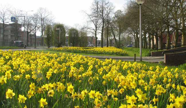 Mischungen für Straßenrändern, lange Blüte Mischung Eindhoven (2 Blühperioden) Eine Mischung speziell für