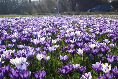 Mischungen für Straßenrändern und Rasen Mischung Haarlem Großblumige Krokussen in blauen und weißen