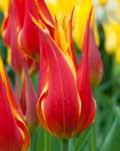Auswahl - Tulpen