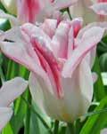 Tulpen -