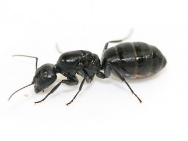 Camponotus japonicus Rote Liste: Ja Rote