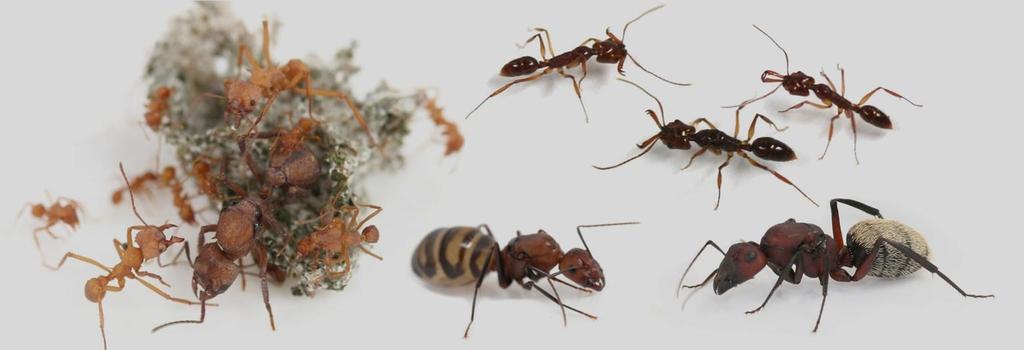 ZUNÄCHST: WAS FRESSEN AMEISEN? In der freien Natur würden sich Ameisen von Honigtau und Insekten oder anderen toten Tieren ernähren. Wobei die Ameisen selber nur den Honigtau benötigen.