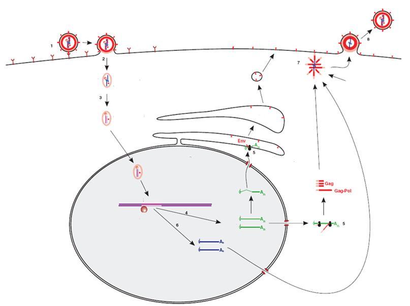 Lebenszyklus der Retroviren (+)ssrna 28. Prä-Integrationskomplex ZYTOPLASMA Reverse Transkription Komplex ZELLKERN ER Golgi 1. Adsorption 2. Penetration 3.