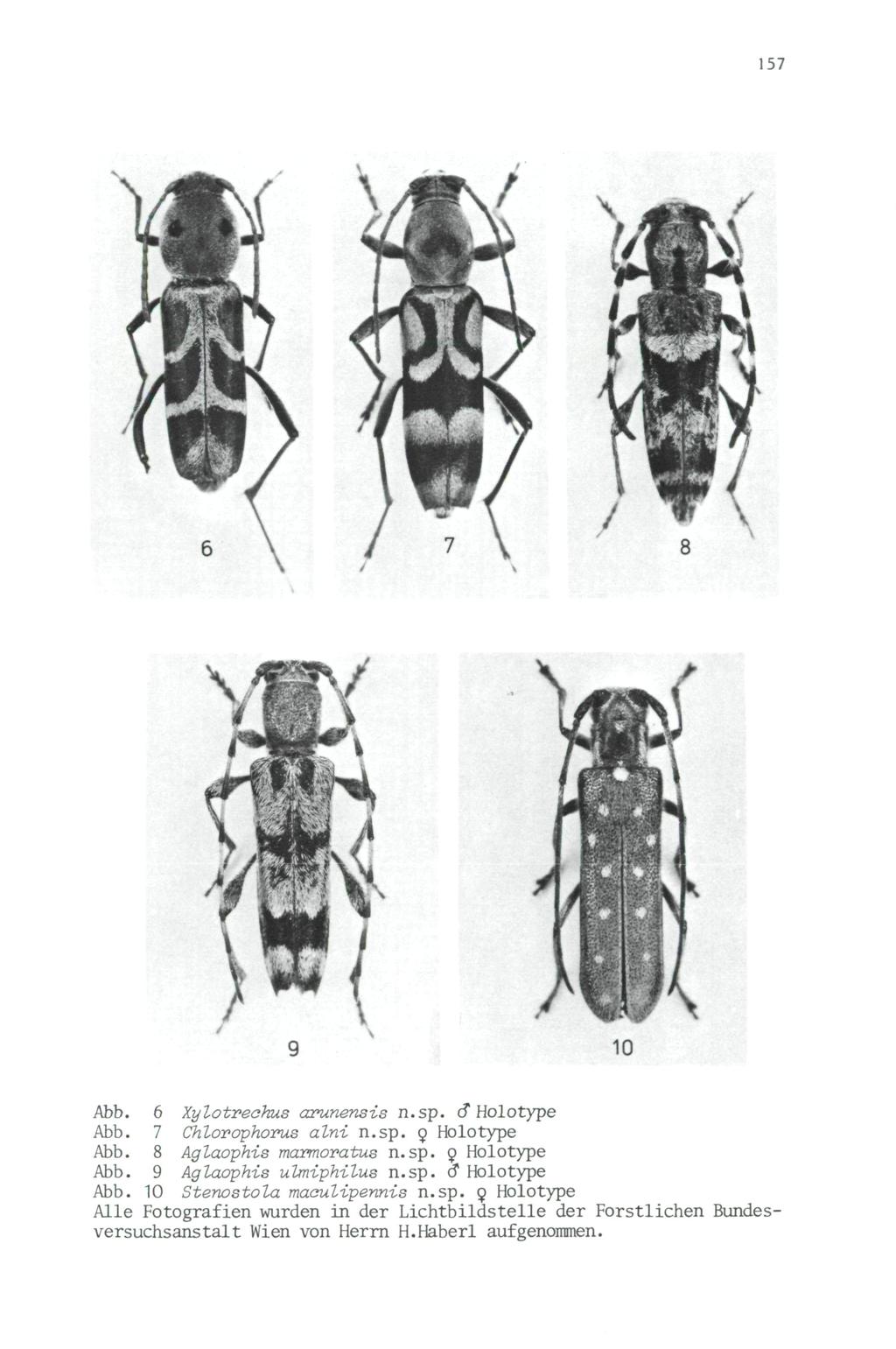 157 10 Abb. 6 Xylotreohus arunensis n.sp. o* Holotype Abb. 7 Chlorophovus alni n.sp. ç Holotype Abb. 8 Aglaophis marmoratus n.sp. 9 Holotype Abb. 9 Aglaophis uhniphilus n.sp. o Holotype Abb.