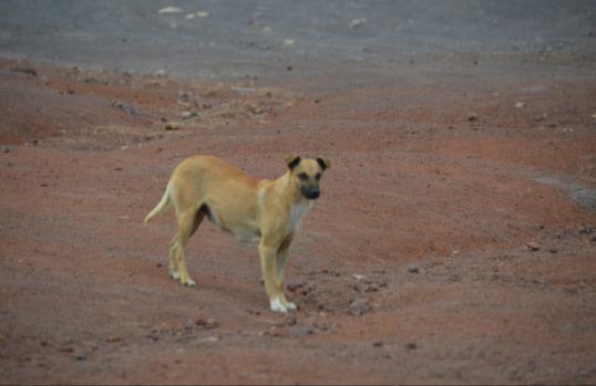 Diese vier Hunde leben in Las Lajas in der Nähe einer Zona