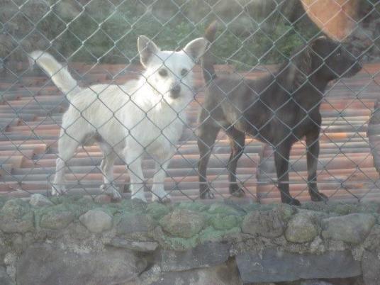 Bereits vor längerer Zeit rettete Elke zwei Hunde in Tierra de Trigo.
