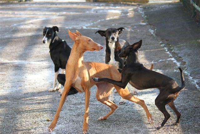 Und auch Sinas Pflegehunde Benyi und Lilli haben sich sehr gut eingelebt und führen ein tolles Leben, zusammen mit Waldhund Tanni- und vier weiteren vierbeinigen Freunden.