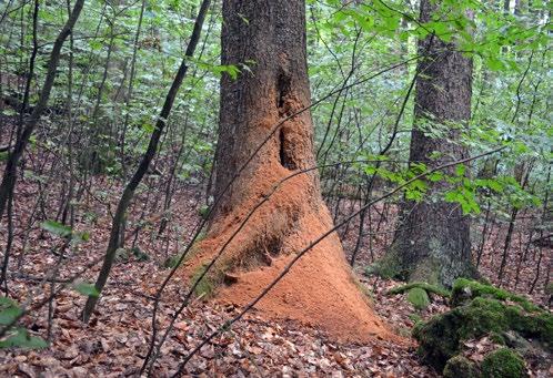 Ameisen besiedeln einen verwundeten Baum. arten im Reservat zu finden. Als Rarität gilt der Filzige Zähling, der bevorzugt an stärkerem, liegendem Totholz vorkommt.