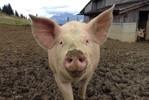 Schweinefleisch Verarbeitung und Verteilung (Labelanteil in der Berechnung: 93 %) in CHF/kg SGw Mai 17 Apr 18 Mai 18 %- VJ %- VM Einstandspreis 4.64 4.41 4.66 +0.5 +5.8 Nettoeinnahmen 10.74 10.85 10.