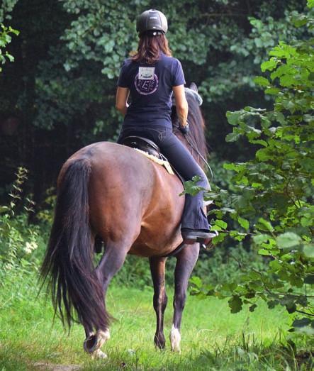 Wenn man diese Regel berücksichtigt, kann das Reiten im Gelände die Geraderichtung des Pferdes sehr wirkungsvoll unterstützen.