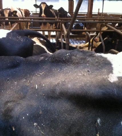Kuh füttern = Pansen füttern 4. Energie in der Milchviehration 5.
