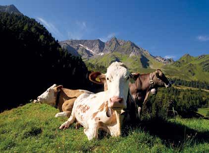 In unseren Bergregionen werden viele Heumilchkühe im Sommer gealpt und im Frühjahr und Herbst auf die Weide getrieben, um die
