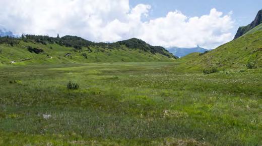 at Der Weiher im Moor wird von der Blaugrünen Schlammsegge allmählich überwachsen ein wiederkehrendes Bild im Natura 2000-Gebiet Wiegensee.