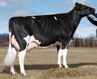 TUBB Lismore Kngboy Tubb 6198-ET SexedULTRA Leistung, Fitness und Exterieur MS Welcome Colby Taya VG-88 (EX-MS) - Familie Robotereignung KINGBOY X MS WELCOME SUPERSIRE TIA VG86 (V.