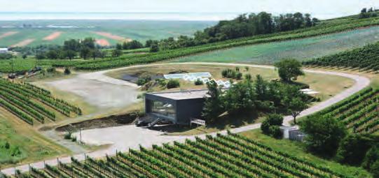 5% Nachlass 2010 erfolgreich auf biologisch-orga nischen Weinbau. Der Fokus liegt hier in der Belebung des Bodens. Pro Hektar werden im Durchschnitt 4.000-5.