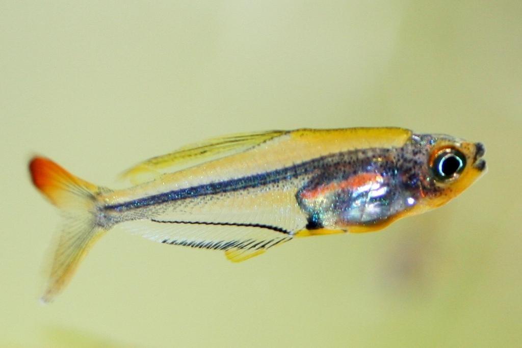 Eine kleine Kostbarkeit, der Kolibri-Salmler, der bisher keiner bekannten Gattung und Art zuzuordnen ist (s.a. Amazonas 6/2006; DATZ 12/2005).