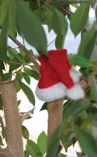 BÄUME BEI GEHE Bommel treibt aus Lang nichts von ihm gehört, doch aufmerksame WIR -Leser wissen: PR-Ficus Bommel möchte gern ein Weihnachtsbaum sein. Ihn schreckt nur die Kurzlebigkeit.