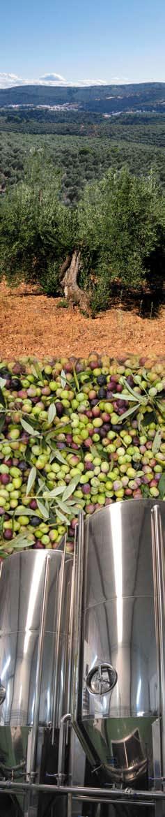 DIE QUALITÄT DES NATURBELASSENEN Wir zeichnen uns durch die Herstellung von Nativem Olivenöl Extra mit dem Gütesiegel Valle de Alcudia aus, einem Öl mit einzigartigen Eigenschaften hinsichtlich Aroma