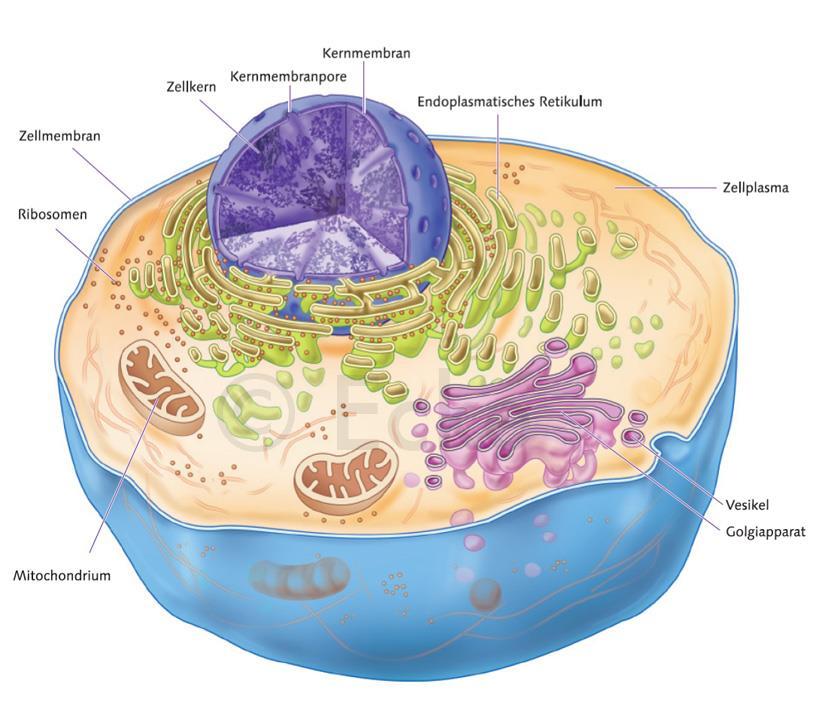 Zellkern & Zytoplasma Abgetrenntes Kompartiment im Cytoplasma Karyoplasma mit
