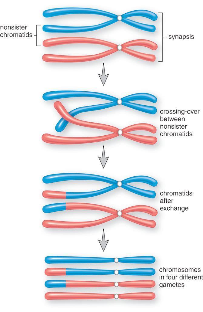 Chromosomentheorie der Vererbung Rekombination (Austausch von Allelen) Crossing-Over Stückaustausch Gen-Kopplung Räumlich nahe beieinander liegende Gene werden gemeinsam vererbt Widerspruch zu
