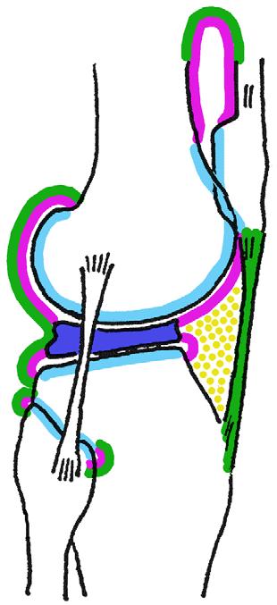 Kniegelenk II (Lateralansicht) Stratum synoviale Endet an kranialer und kaudaler Aussenkante der Menisken meniskofemorales und meniskotibiales Teilgelenk Ansatz an Knorpel-Knochen-Grenze: dorsal emur