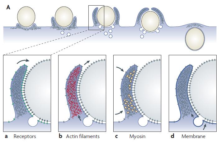 Mechanik der zellulären Partikelaufnahme Swanson, Nature Reviews Molecular Cell Biology (2008) Wie groß sind die Kräfte,