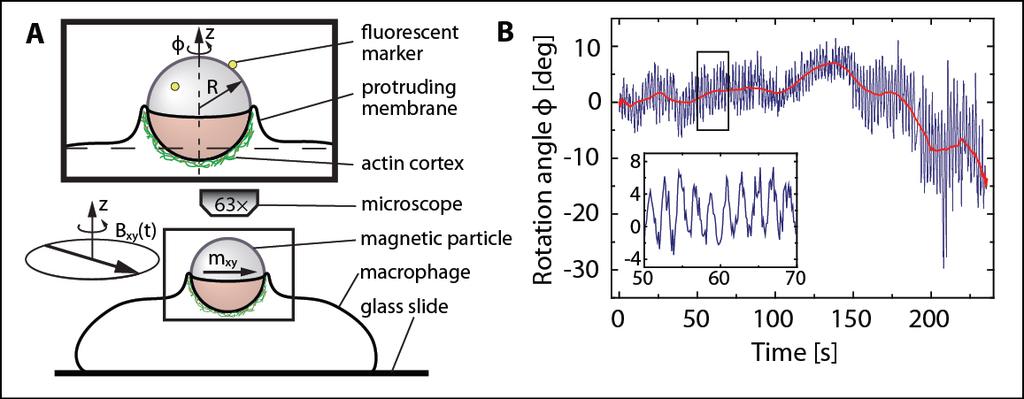 Magnetisch aktuierte Partikel bei der Phagozytose Irmscher, J. R. Soc.