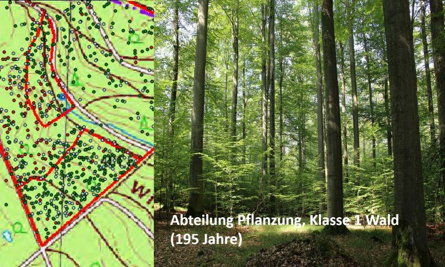 Abbildung 5: Beispiel für einen 195- jährigen Buchen-Eichenwald im Hohen Buchenen Wald, der mit der Forsteinrichtung 2012 plötzlich nur noch 132 Jahre alt war.