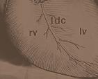 Truncus pulmonalis Herzsilhouette Signalement / Lagerung