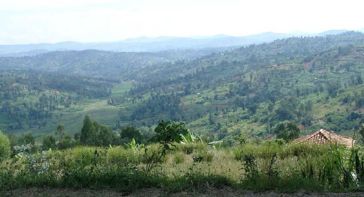 Nachhaltige Biomasse Gute Praxis: Agroforst in Süd Ruanda