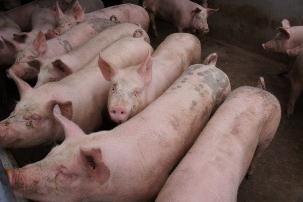 Schweinefleisch Verarbeitung und Verteilung (Labelanteil in der Berechnung: 93%) in CHF/kg SGw Mrz 14 Feb 15 Mrz 15 %- 14 %- VM Einstandspreis 5.20 3.94 4.20-19.2 +6.8 Nettoeinnahmen 11.50 10.11 9.