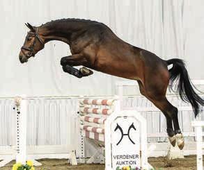 With a very interesting pedigree Lipton Ice Tea, as a top show-jumping, prospect demonstrates capability and caution.