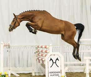 Exquisite show-jumping mare who has already had a foal.