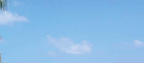 DE 431430747414 3193202 Frankentanne Zucht-Name:H Goldrose Gran Canaria 93 Dunkelbraune Stute dark bay mare 10.04.2014 ca. 167 cm / 16.1 ¾ h.h. Grey Flanell Gribaldi/T. Kostolany/T. EliteSt.