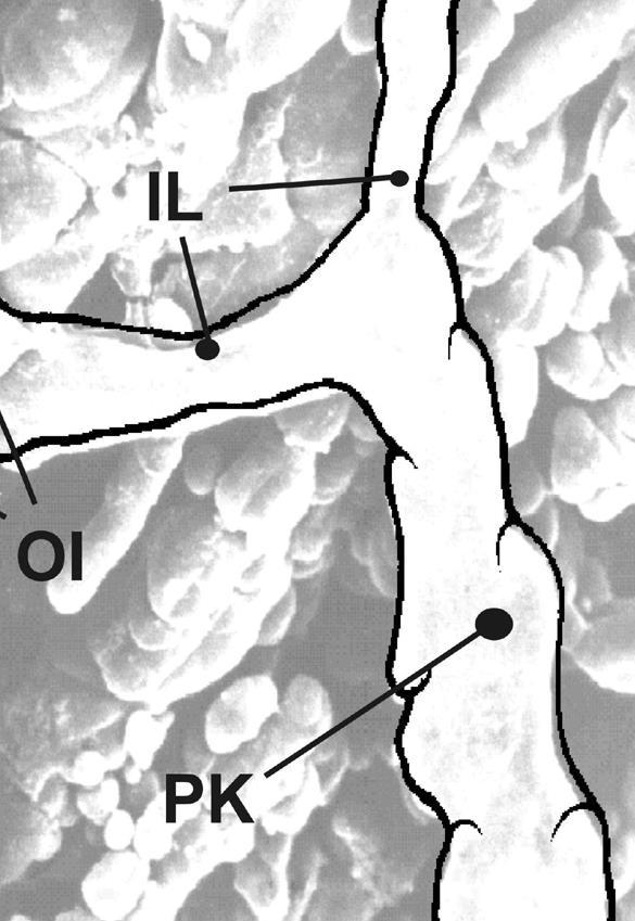 Präkollektoren - 2 schichtig - Vereinzelt Muskelzellen - Rudimentäre Klappen - Reusenartige Innenstruktur - Unterschiedlich lange Gefässabschnitte zwischen dem initialen Lymphsinus und den