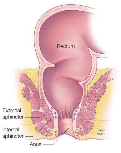 15 cm BBZ Symposium 2016 Rektale Anatomie High Anterior Resection Low