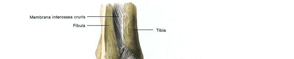 Das untere Sprunggelenk wiederum ist ein multiaxiales Gelenk und besteht aus den Articulationes subtalaris et talocalcaneonavicularis, die Bewegungen in Form von Pronation und Supination erlauben.