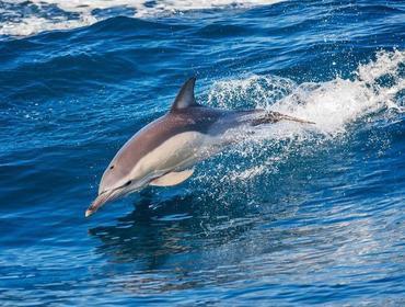 5. Tag: Wal- und Delfinbeobachtung Auf der heutigen halbtägigen Ausfahrt können Sie Wale und Delfine in freier Wildbahn erleben und beobachten.
