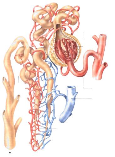 Auszug aus dem Modul Harnapparat Mikroskopische Anatomie der Niere Die kleinste funktionelle Einheit der Niere ist das Nephron 1 (Abb. ), ein kompliziertes Röhrchen- und Kanälchensystem.