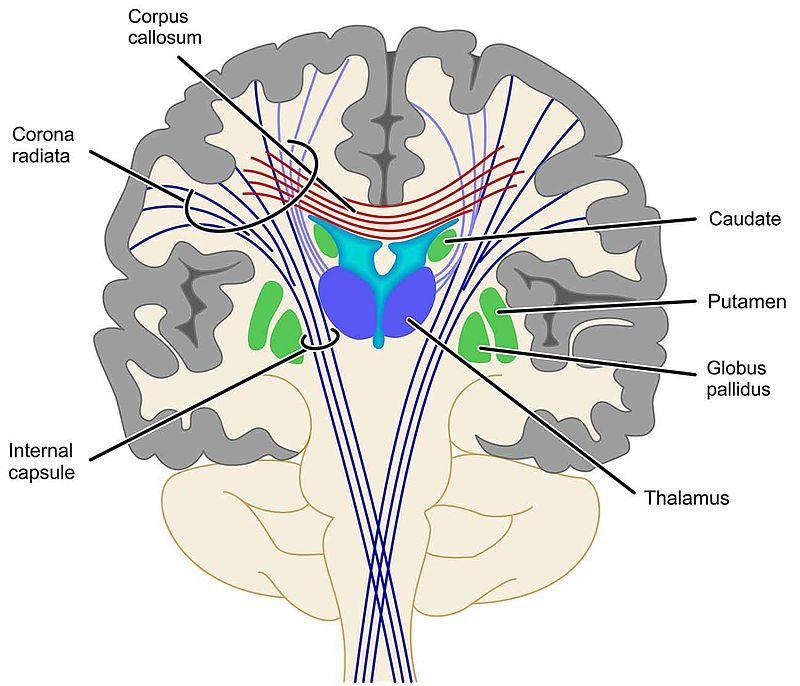 Großhirn- Cerebrum Graue Substanz (Cortex cerebri und Basalganglien):