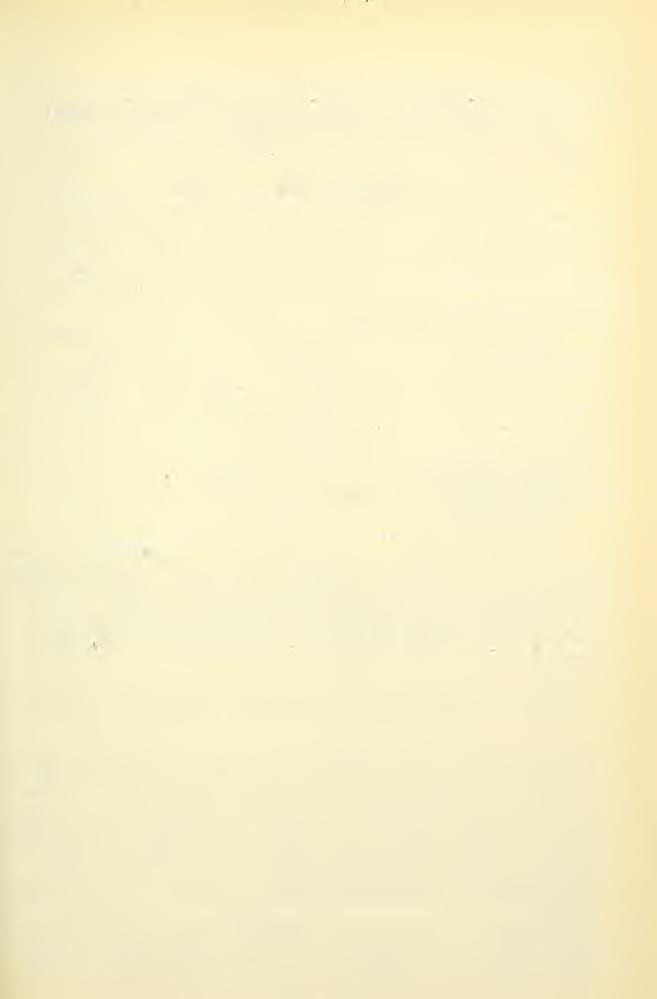 sinica "u.a. diirch längere, gelbe Petalen (bei H.