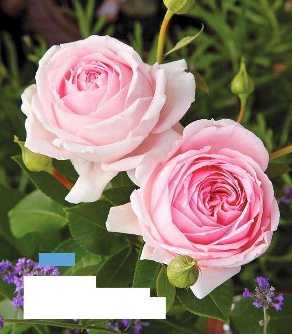 'CHARMANT ' Blüte: rosa, gefüllt leicht duftend mehrmals blühend verschiedene Sorten 4,6