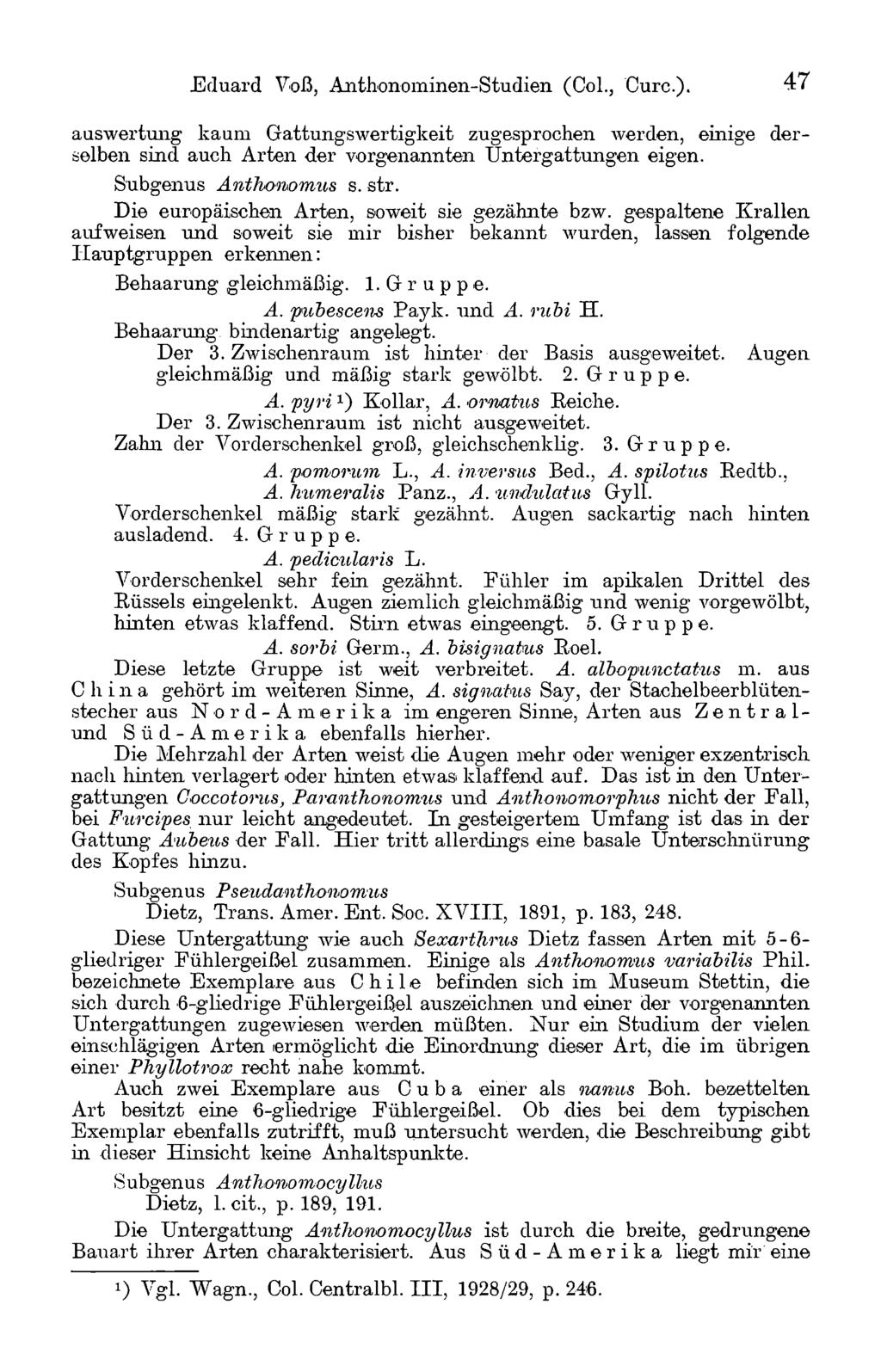 Eduard Voß, Anthonominen-Studien (CoL, Cure.). 47 auswertung kaum Gattungswertigkeit zugesprochen werden, einige derselben sind auch Arten der vorgenannten Untergattungen eigen.