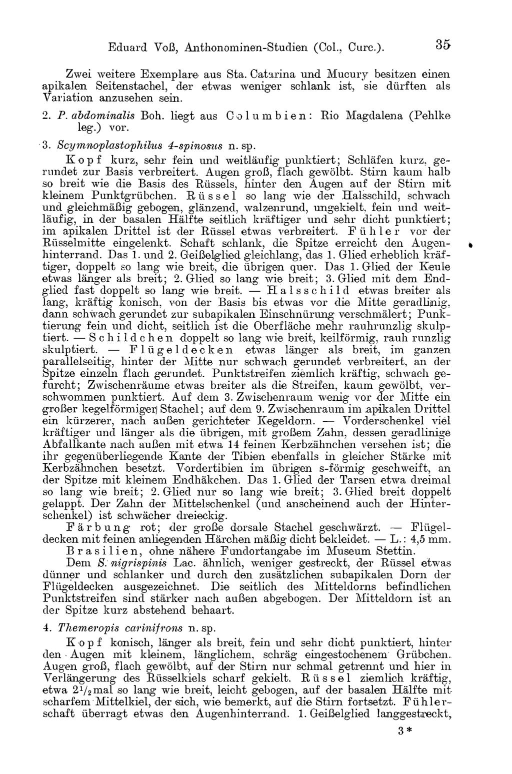 Eduard Voß, Anthonominen-Studien (Col.. Cure.). 3 5 Zwei weitere Exemplare aus Sta.