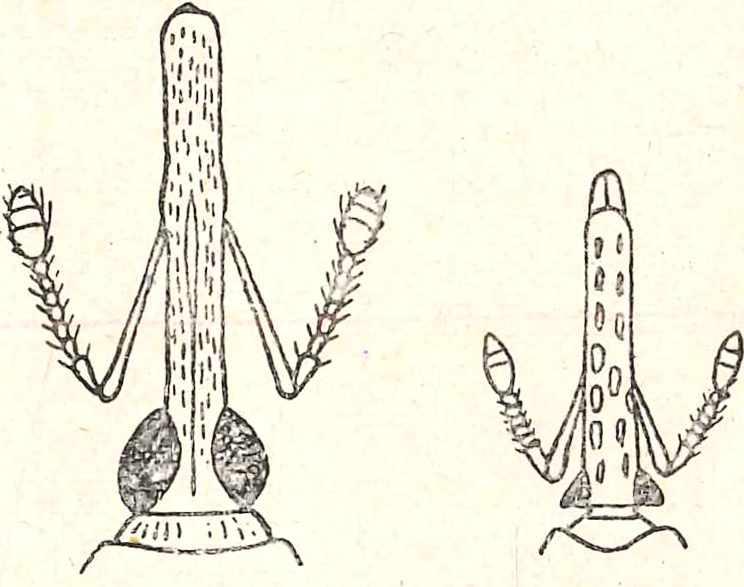 3. Abb. 4 Anthonomus pedicularius L.