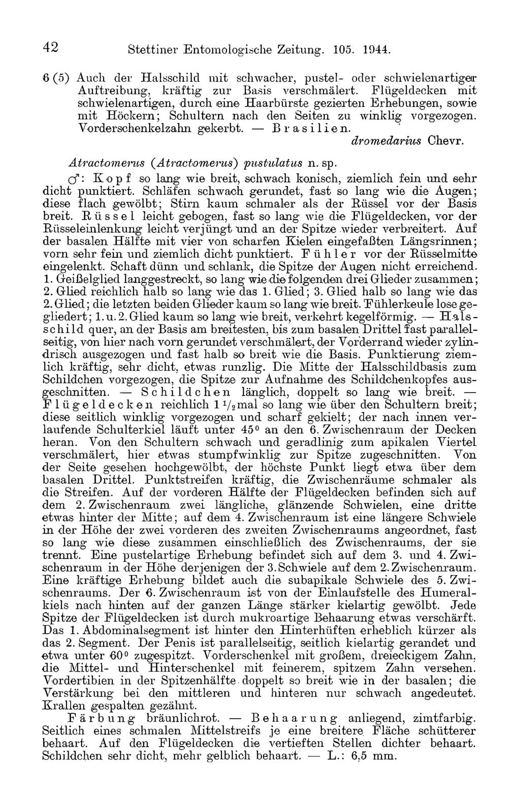 42 Stettiner Entomologische Zeitung. 105. 1944. 6 (5) Auch der Halsschild mit schwacher, pustel- oder schwielenartigeir Auftreibung, kräftig zur Basis verschmälert.