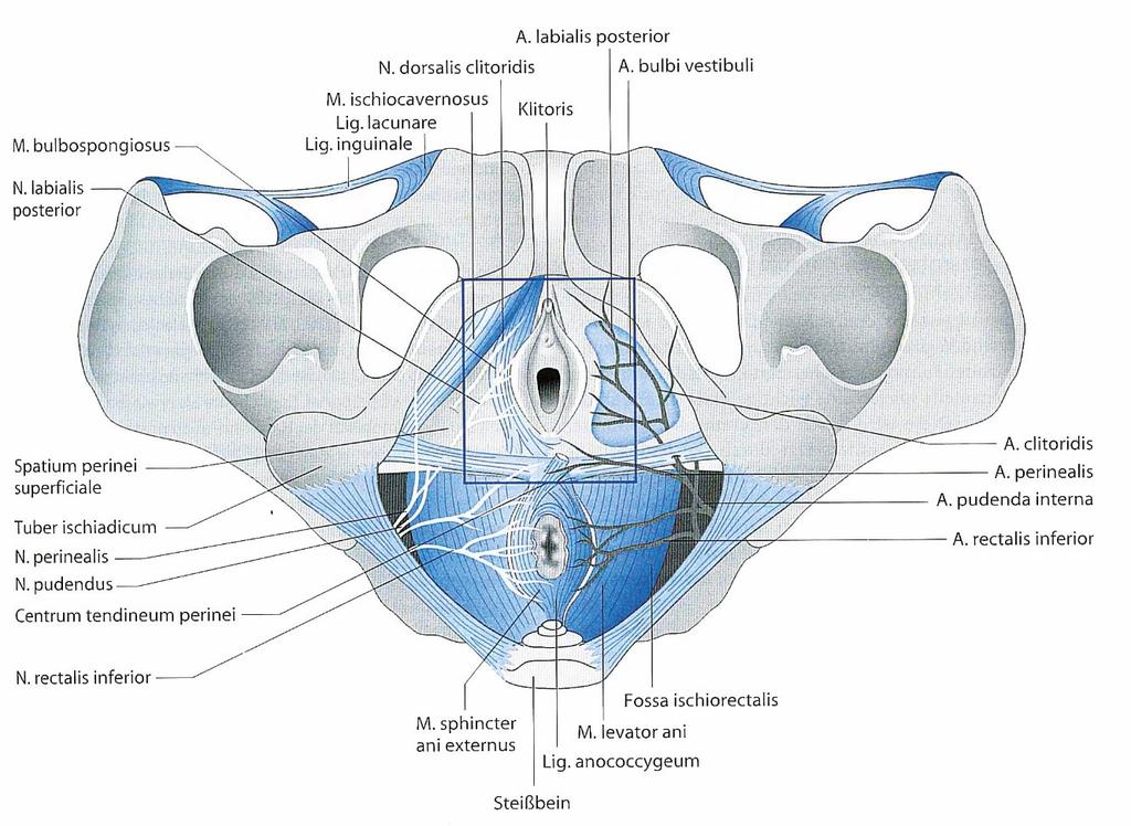 Uterus was bedeutet plumper Malignant fibrous