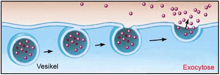 Endozytose und Exozytose Endocytose Vesikel bilden sich in der Zellmembran und umschließen Stoffe. Diese wandern ins Zellinnere.
