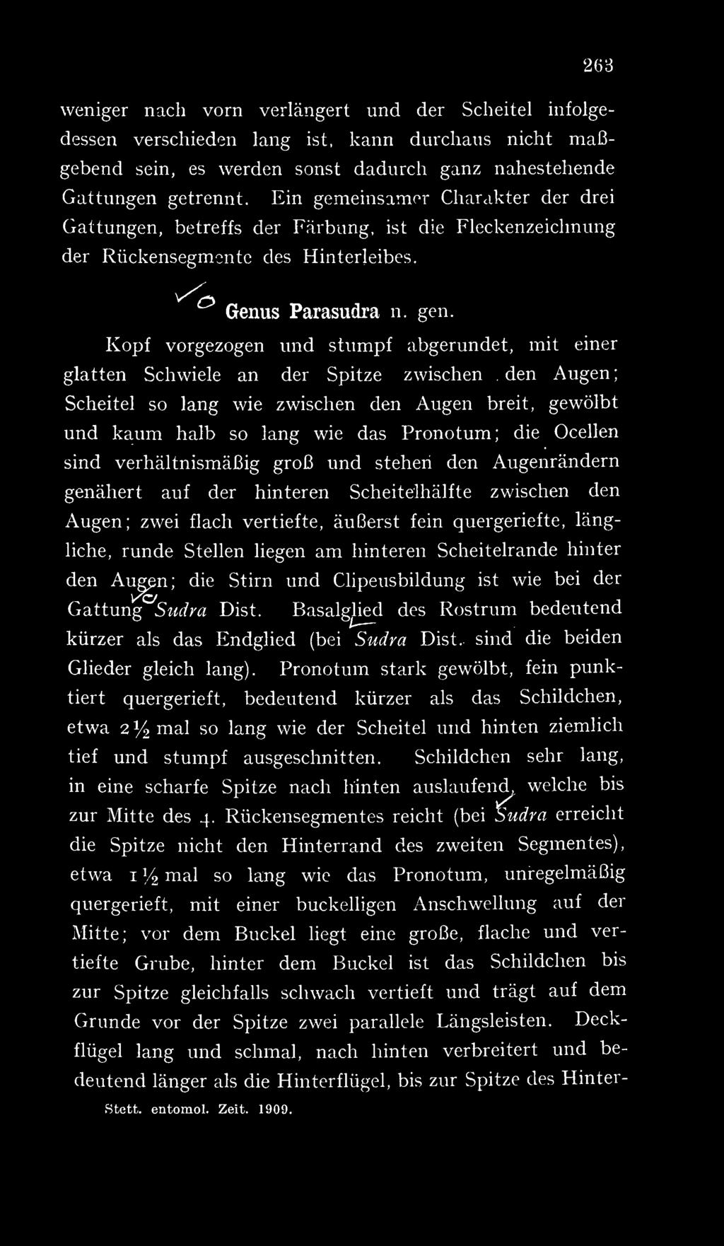 Kopf vorgezogen und stumpf abgerundet, mit einer glatten Schwiele an der Spitze zwischen.