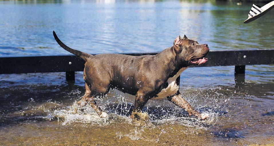 Le Pitbull apparaît pour la première fois au 19 e siècle en Grande-Bretagne et en Irlande lorsque des éleveurs de chiens ont essayé de croiser des Terriers et des Bulldogs pour trouver une race qui